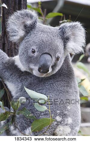 Koala In Tree Phascolarctos Cinereus Australia Stock Image