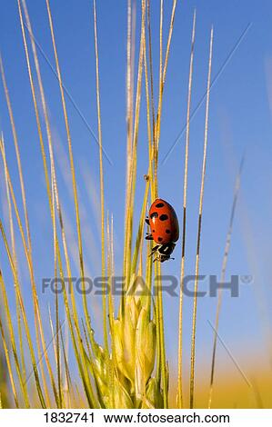 Lady bug on a plant View Large Photo Image Stock Image - Lady bug on a plant. Fotosearch