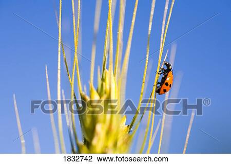 Stock Image - Lady bug on wheat. Fotosearch
