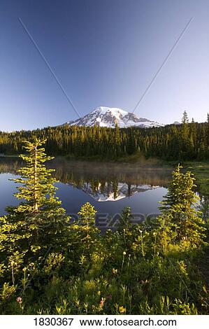 Lake and Mount Rainier, Mount Rainier National Park, Washington State, USA View Large Photo Image Stock Photo - Lake and Mount Rainier, Mount Rainier National Park, Washington State, USA. Fotosearch
