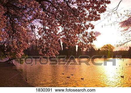 Lake at sunset, Portland, Oregon, USA View Large Photo Image Stock Image - Lake at sunset, Portland, Oregon, USA. Fotosearch