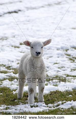 Stock Image - Lamb in snow. Fotosearch