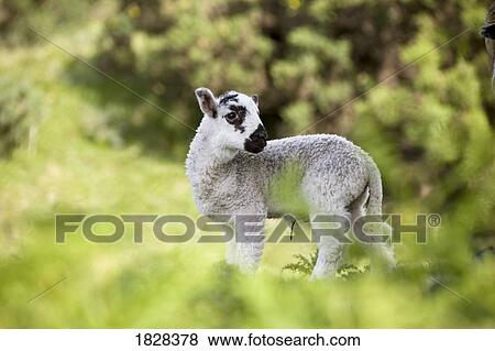 Stock Photo - Lamb. Fotosearch