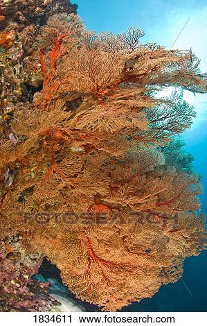 Large Gorgonian Sea Fans View Large Photo Image Stock Image - Large Gorgonian Sea Fans. Fotosearch