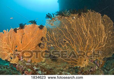 Large Gorgonian Sea Fans View Large Photo Image Stock Image - Large Gorgonian Sea Fans. Fotosearch