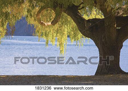 Stock Photograph - Large tree on the beach of Lake Wakatipu, New Zealand. Fotosearch