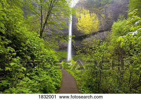 Stock Image - Latourell Falls, Columbia River Gorge, Oregon, USA. Fotosearch