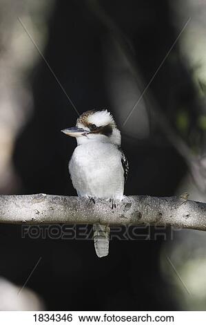 Laughing Kookaburra View Large Photo Image Stock Photograph - Laughing Kookaburra. Fotosearch
