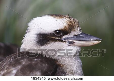 Laughing Kookaburra View Large Photo Image Stock Photography - Laughing Kookaburra. Fotosearch