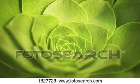 Stock Photo - Leafy plant. Fotosearch