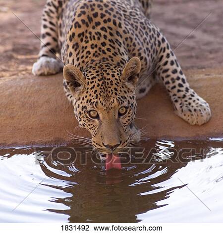Stock Image - Leopard drinking. Fotosearch