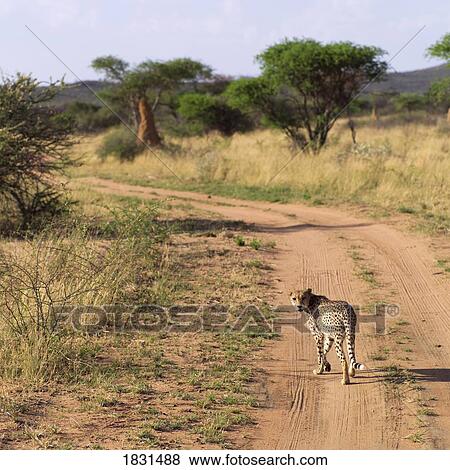 Stock Photo - Leopard on a dirt road, Namibia, Africa. Fotosearch