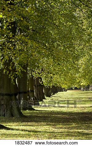 Stock Photo - Lime Tree Avenue, Sherwood, Nottingham, England. Fotosearch