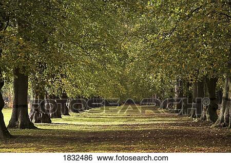 Stock Photograph - Lime Tree Avenue, Sherwood, Nottingham, England. Fotosearch