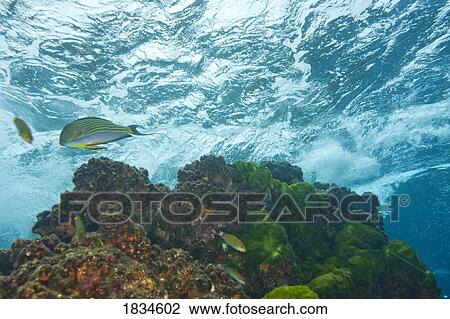 Stock Image - Lined Surgeonfish (Acanthurus lineatus). Fotosearch