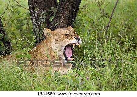 Lioness showing teeth View Large Photo Image Stock Image - Lioness showing teeth . Fotosearch