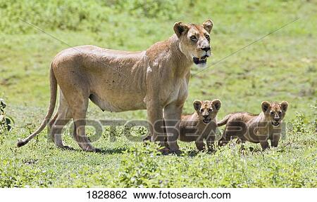 Lioness with cubs View Large Photo Image Stock Image - Lioness with cubs. Fotosearch