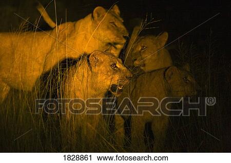 Stock Image - Lions at night. Fotosearch