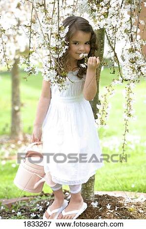 Little girl smelling cherry blossoms View Large Photo Image Stock Photo - Little girl smelling cherry blossoms. Fotosearch