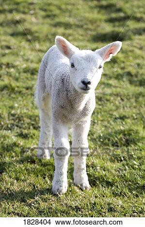 Little lamb View Large Photo Image Picture - Little lamb. Fotosearch