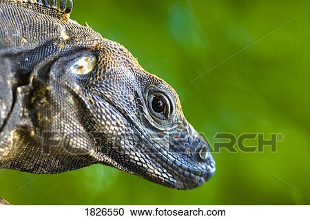 Lizard (Squamata) View Large Photo Image Stock Image - Lizard (Squamata). Fotosearch