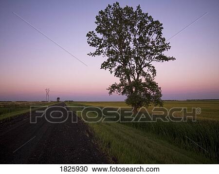 Stock Image - Lone tree beside a road. Fotosearch