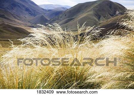 Long Grass In Lindis Pass, New Zealand View Large Photo Image Stock Photo - Long Grass In Lindis Pass, New Zealand. Fotosearch