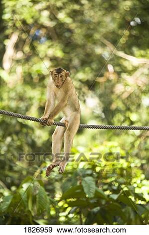 Stock Photo - Longtail Macaque. Fotosearch
