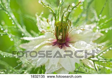 Stock Photography - Love In The Mist. Fotosearch