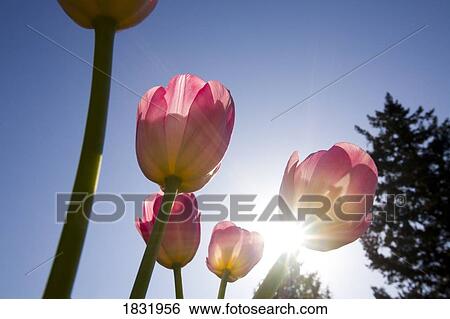 Low Angle Close Up Of Tulips View Large Photo Image Stock Photograph - Low Angle Close Up Of Tulips. Fotosearch