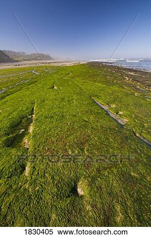 Low tide at Seal Rock state park, Oregon Coast, USA View Large Photo Image Stock Photography - Low tide at Seal Rock state park, Oregon Coast, USA. Fotosearch