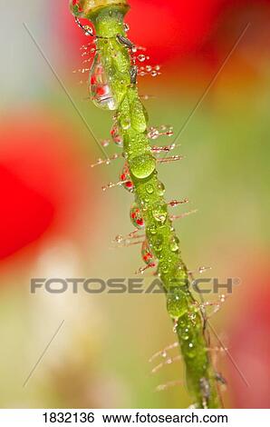 Stock Photograph - Macro Of A Paper Poppy Head & Stem. Fotosearch