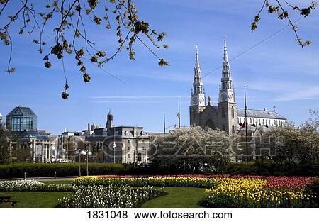 Major Hill Park, Tulip festival, Ottawa, Ontario, Canada View Large Photo Image Stock Photo - Major Hill Park, Tulip festival, Ottawa, Ontario, Canada. Fotosearch