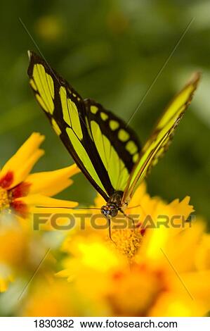 Stock Image - Malachite butterfly on flower. Fotosearch