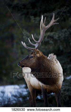 Stock Image - Male Elk (Cervus Canadensis). Fotosearch