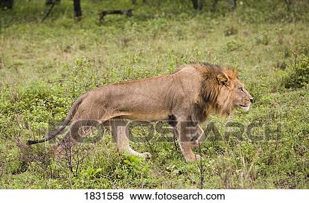 Stock Photo - Male lion (Panthera leo) . Fotosearch