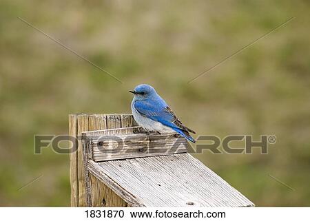 Stock Image - Male mountain bluebird on top of a nesting box . Fotosearch