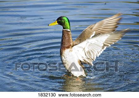 Mallard Taking Off At Crystal Springs Rhododendron Garden View Large Photo Image Stock Image - Mallard Taking Off At Crystal Springs Rhododendron Garden. Fotosearch