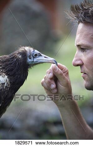 Man and Egyptian vulture (Neophron percnopterus), Pokhara, Nepal View Large Photo Image Stock Image - Man and Egyptian vulture (Neophron percnopterus), Pokhara, Nepal. Fotosearch