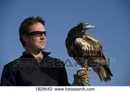 Stock Image - Man with an Egyptian vulture (Neophron percnopterus). Fotosearch