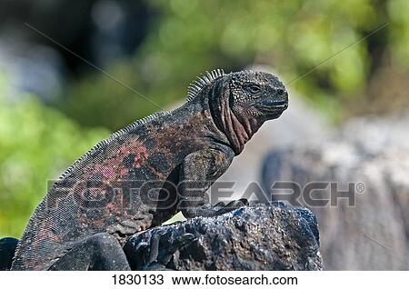 Stock Image - Marine Iguana on rock. Fotosearch