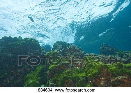 Picture - Marine Life, Mu Koh Surin National Marine Park, Southeast Asia. Fotosearch