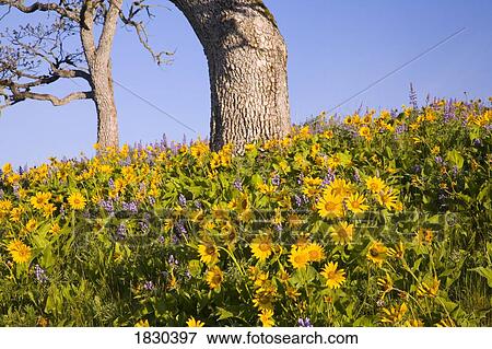 Stock Photo - Meadow with wildflowers, Hood River Valley, Oregon, USA. Fotosearch