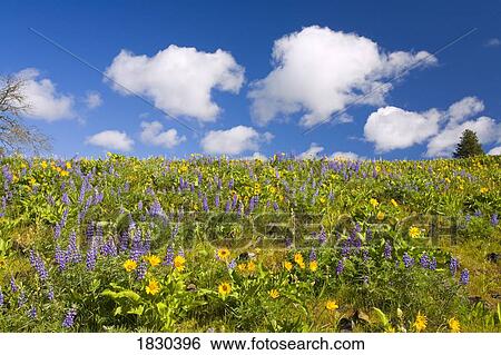Stock Photograph - Meadow with wildflowers, Hood River Valley, Oregon, USA. Fotosearch