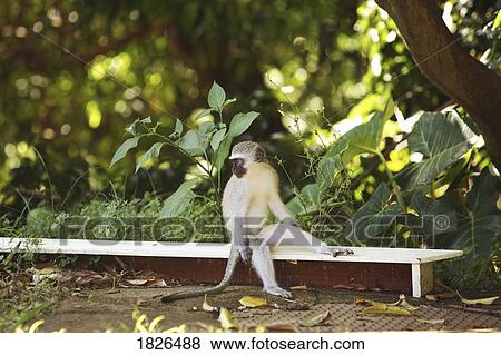 Stock Photo - Monkey. Fotosearch
