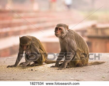 Picture - Monkeys. Fotosearch