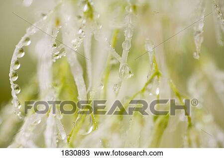 Morning dew on flowers View Large Photo Image Stock Image - Morning dew on flowers. Fotosearch