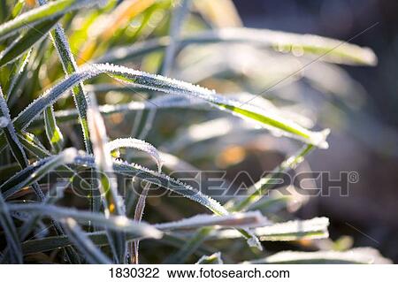 Morning frost on grass View Large Photo Image Stock Image - Morning frost on grass. Fotosearch