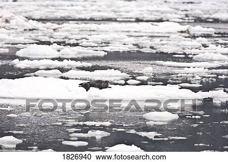 Mother and baby harbor seals (Phoca vitulina), Le Conte Glacier, Southernmost Glacier in North America, Alaska, USA View Large Photo Image Stock Image - Mother and baby harbor seals (Phoca vitulina), Le Conte Glacier, Southernmost Glacier in North America, Alaska, USA . Fotosearch