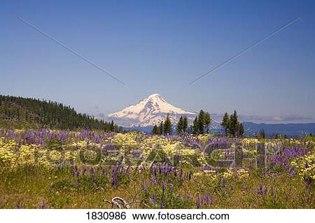 Mount Hood and wildflowers, Oregon, USA View Large Photo Image Stock Photograph - Mount Hood and wildflowers, Oregon, USA. Fotosearch
